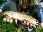 070908_yamame.jpg